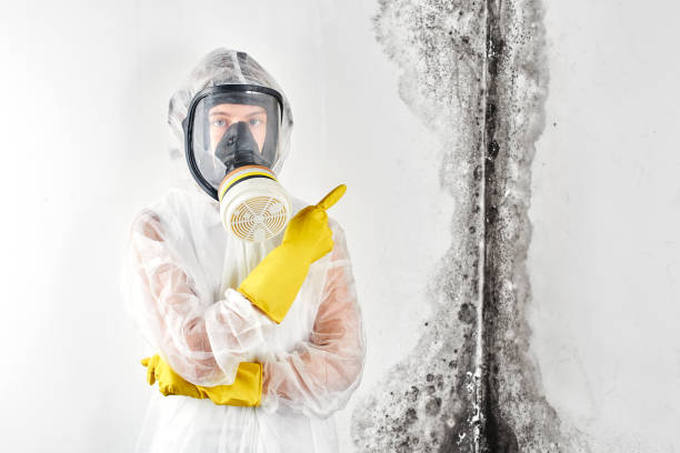 Best Attic Mold Removal in Milford, NJ