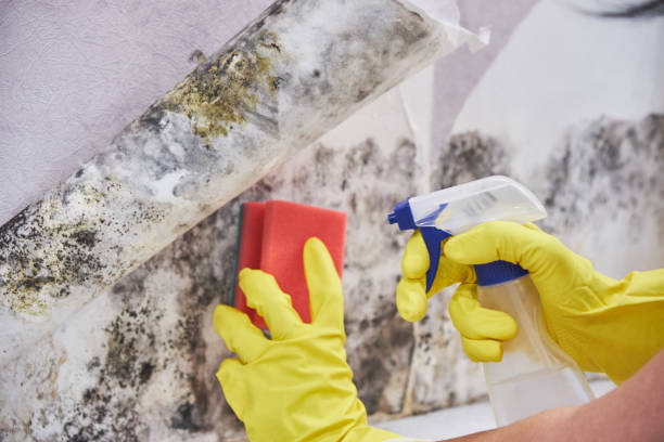 Best Industrial Mold Remediation in Milford, NJ